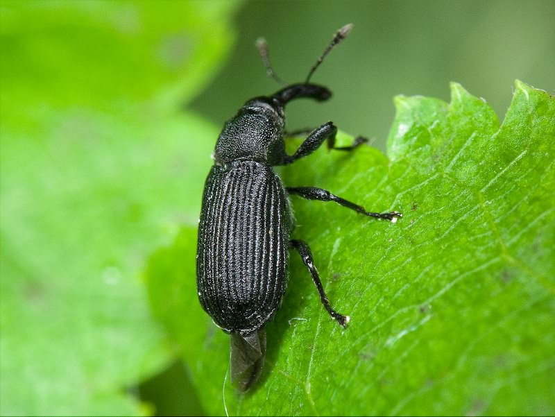 Magdalis (Odontomagdalis) caucasica (Tournier, 1872)